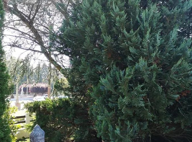 Penzion Le Cedre Bleu Saint-Michel-sur-Meurthe